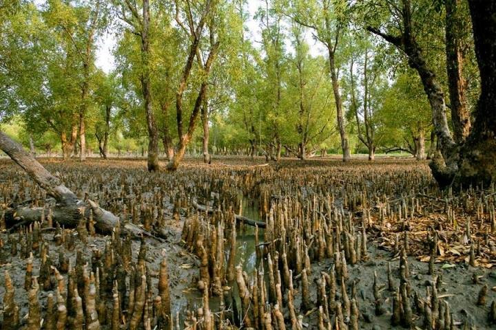 Sundarban.jpg