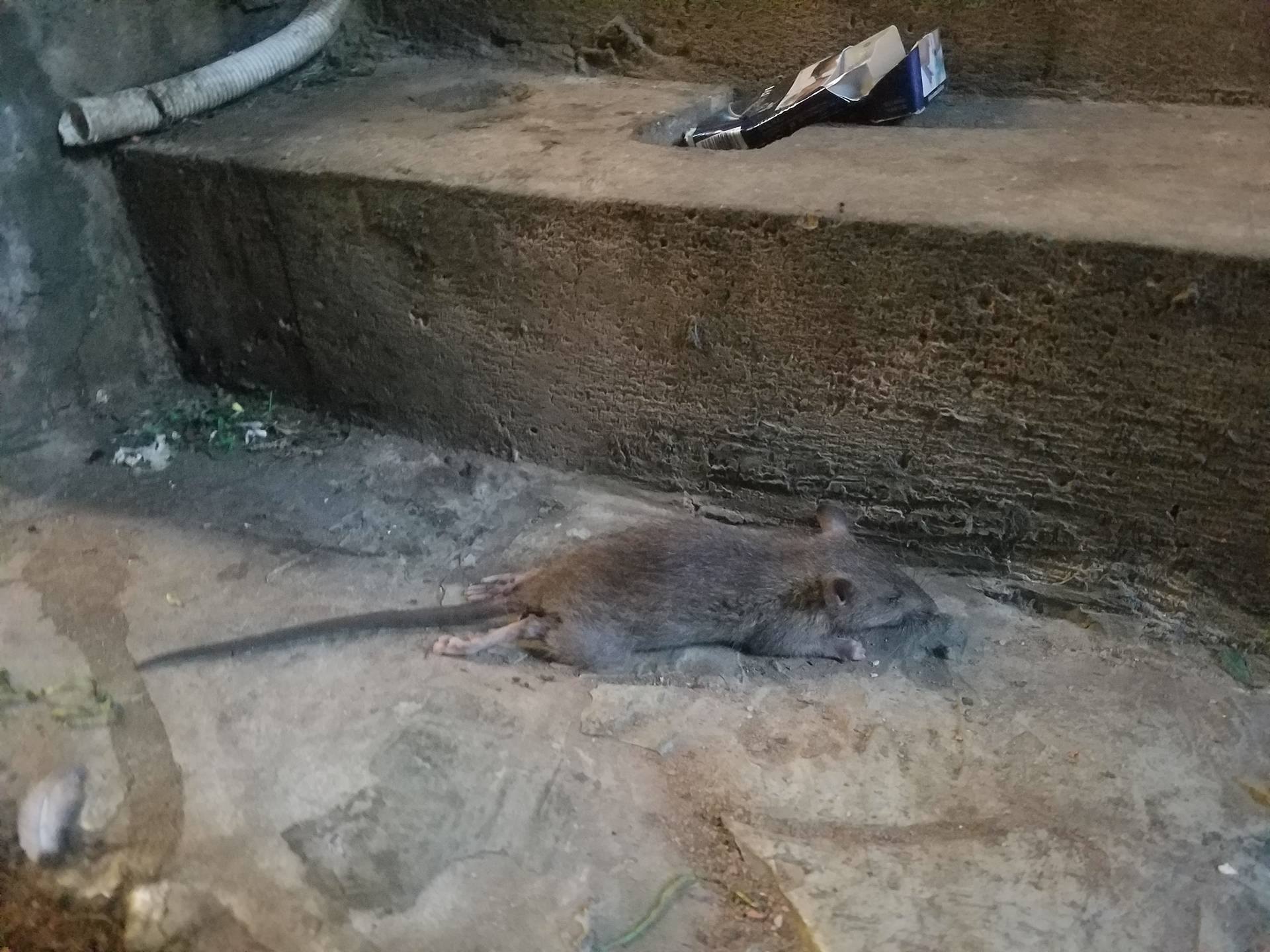 rat.jpg