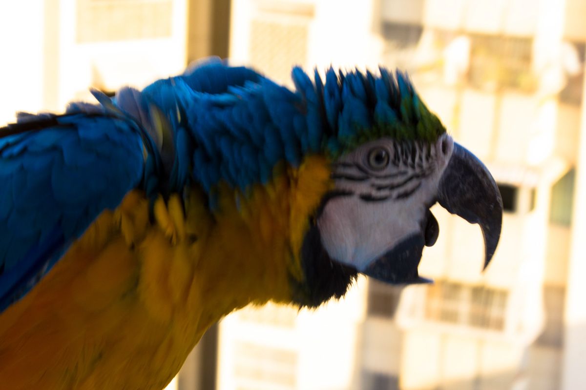 Macaw4