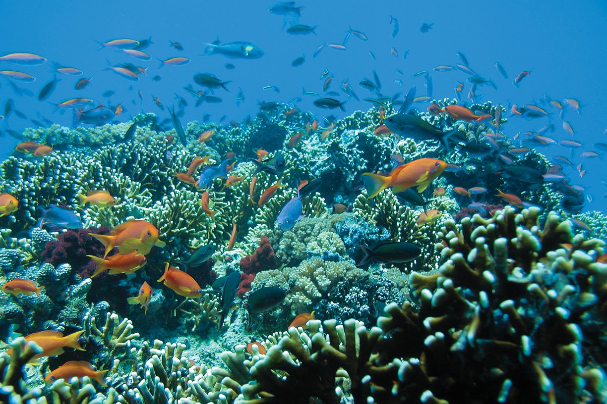 fiji-matamanoa-reef.jpg