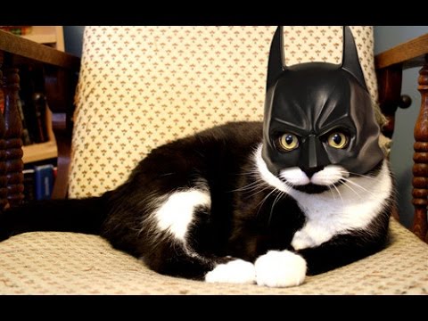 catman funny.jpg