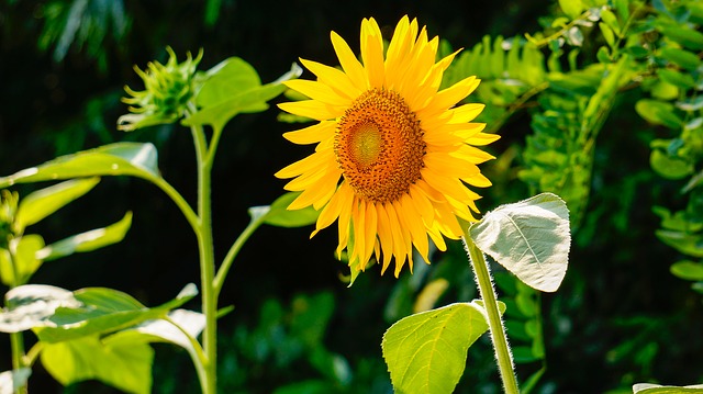 sunflower-290496_640.jpg