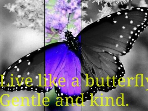 butterfly-sweetx_amy-40169410-500-375.jpg