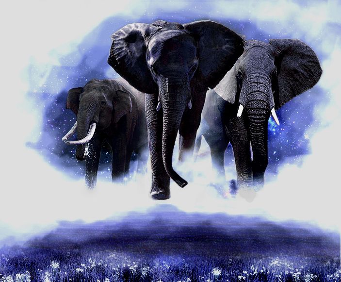 Elephants7.jpg