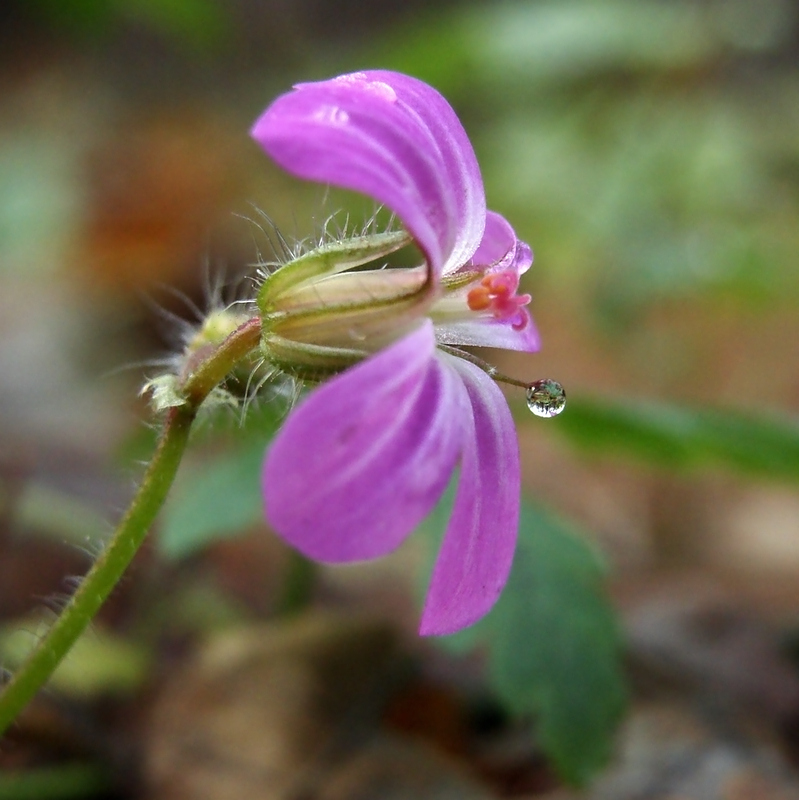 solitary-flower-00-by-photo-deja-vu.JPG