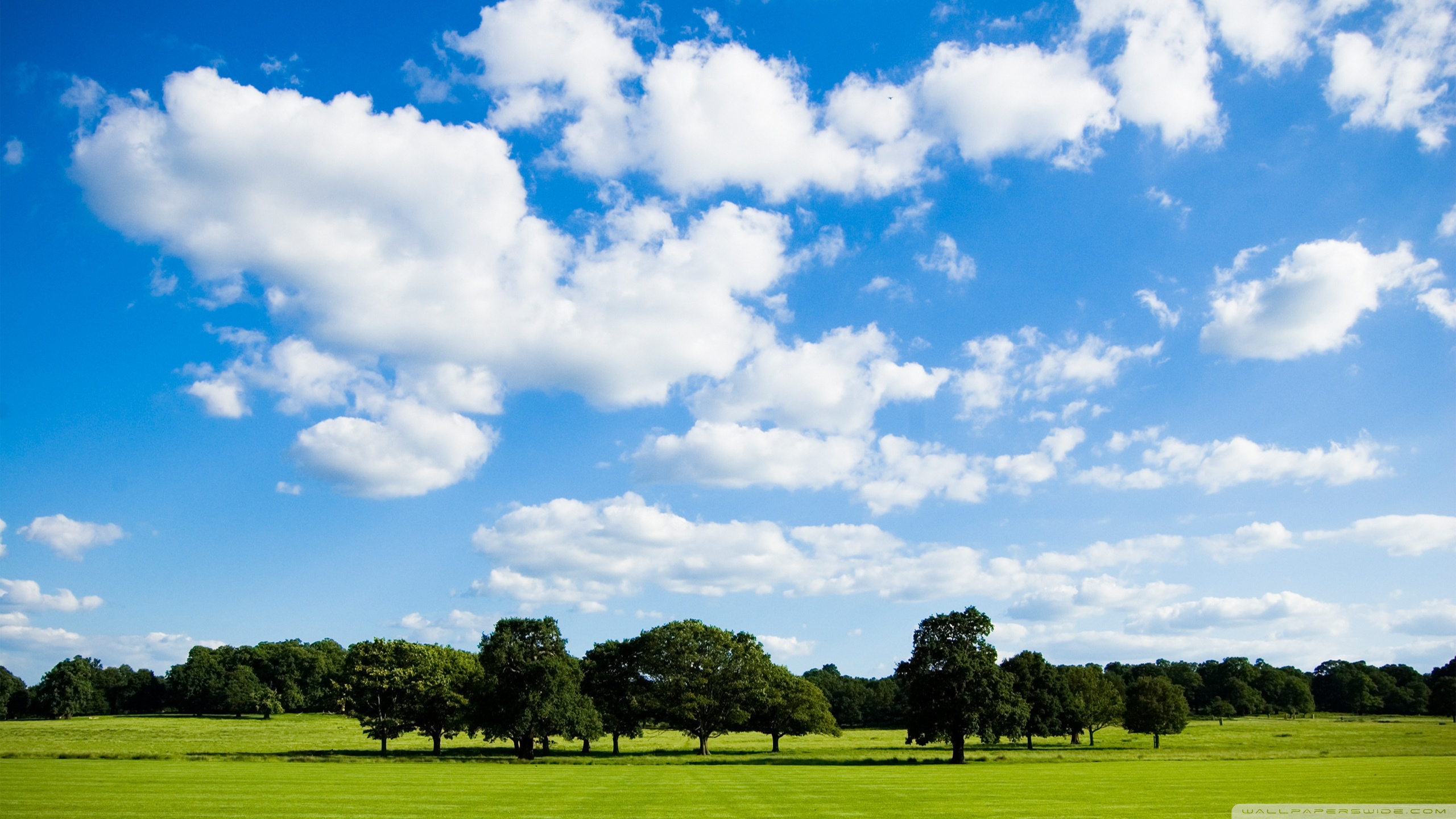 peaceful_meadow-wallpaper-2560x1440.jpg