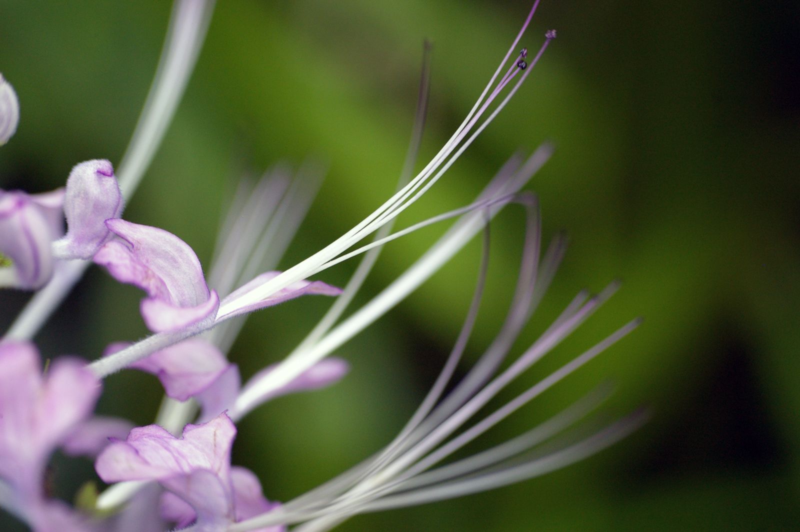 flowers_purple_many_strings_2_624076637_o.jpg