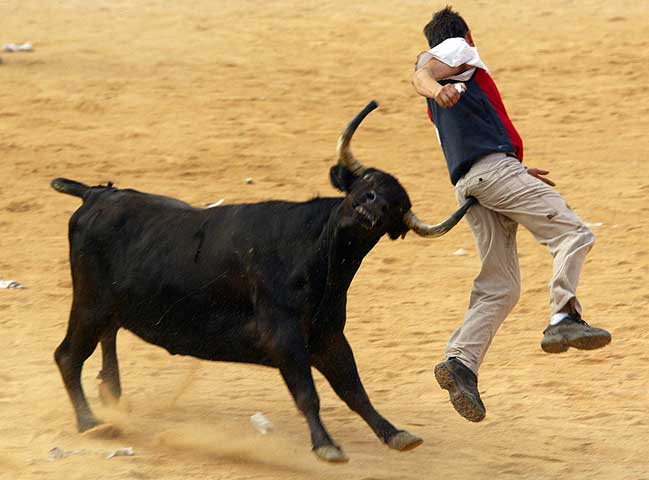 bull_fighting_5.jpg