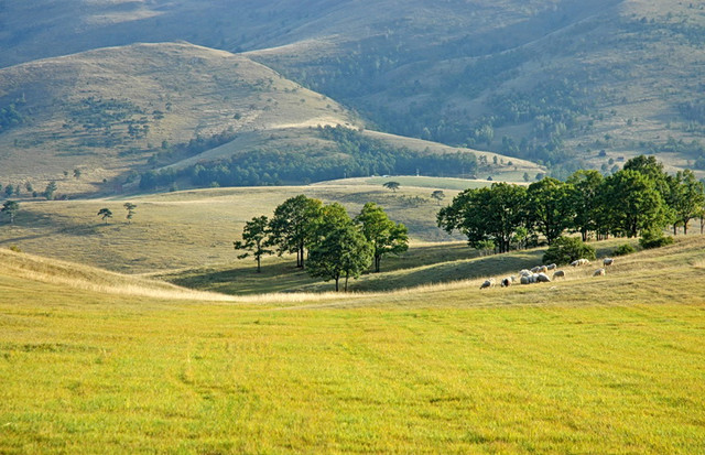 zlatibor-poljana.jpg