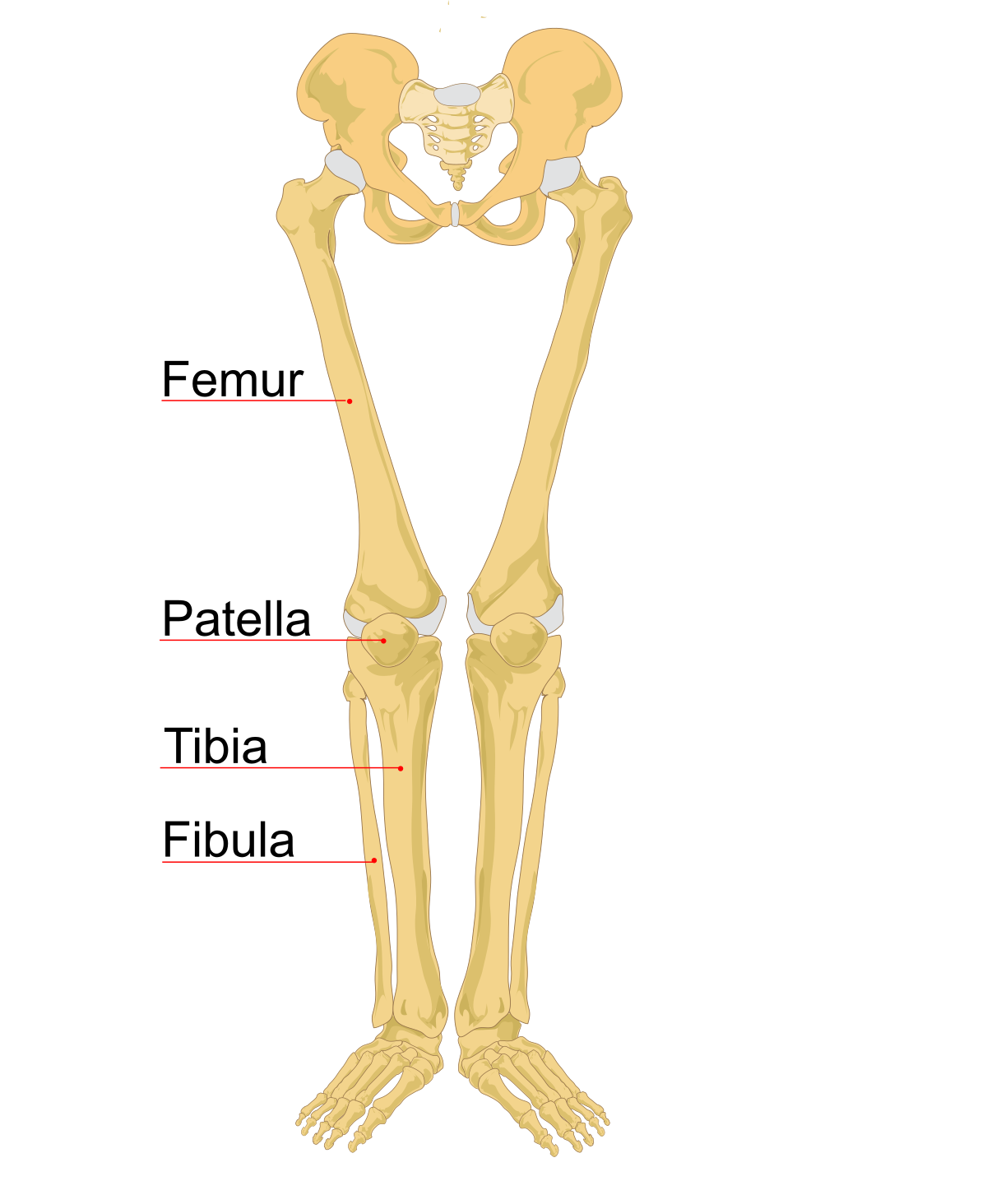 BONES OF THE HUMAN BODY — Steemit