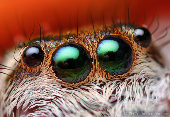 Scientists find a colorful jumping spider that is color blind •