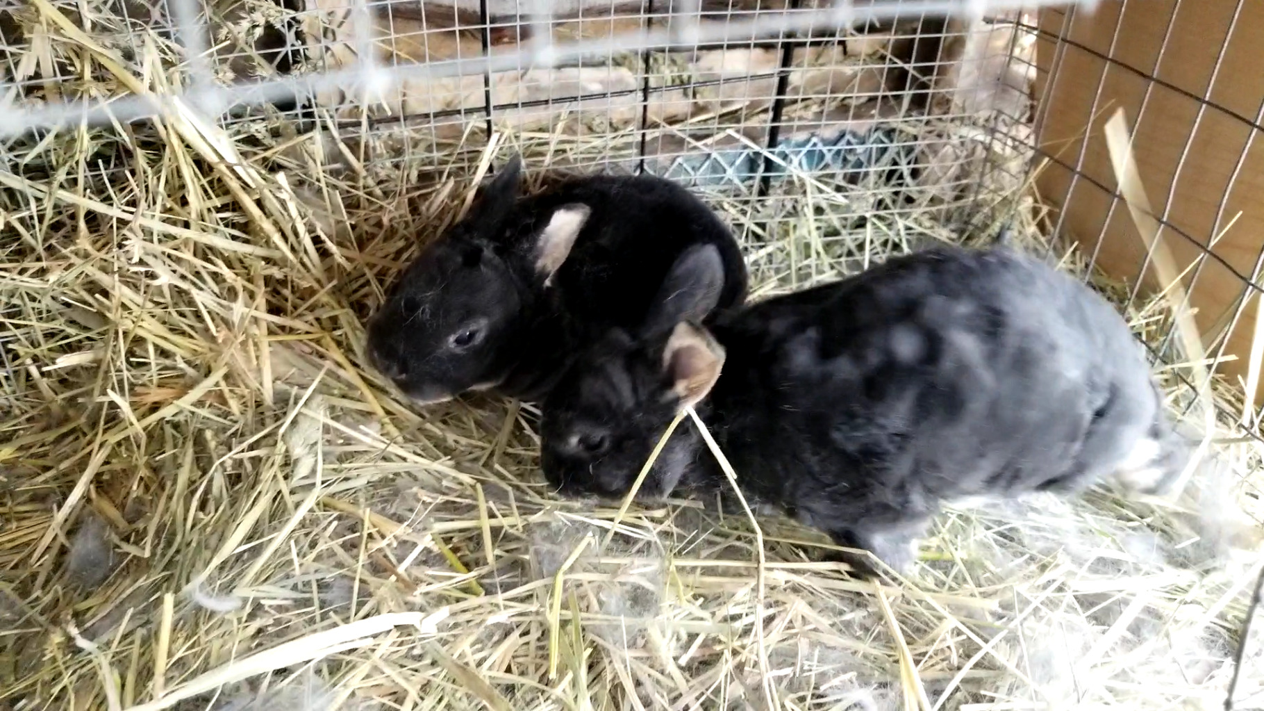 black otter rex bunnies