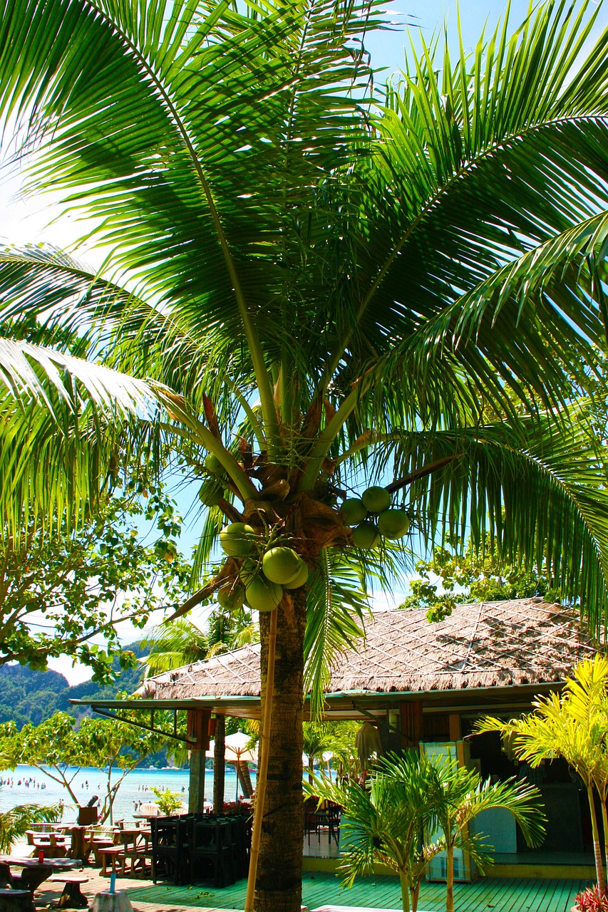 coconut-tree-980374_1280.jpg