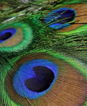 peacock-feathers-5_2711594.jpg