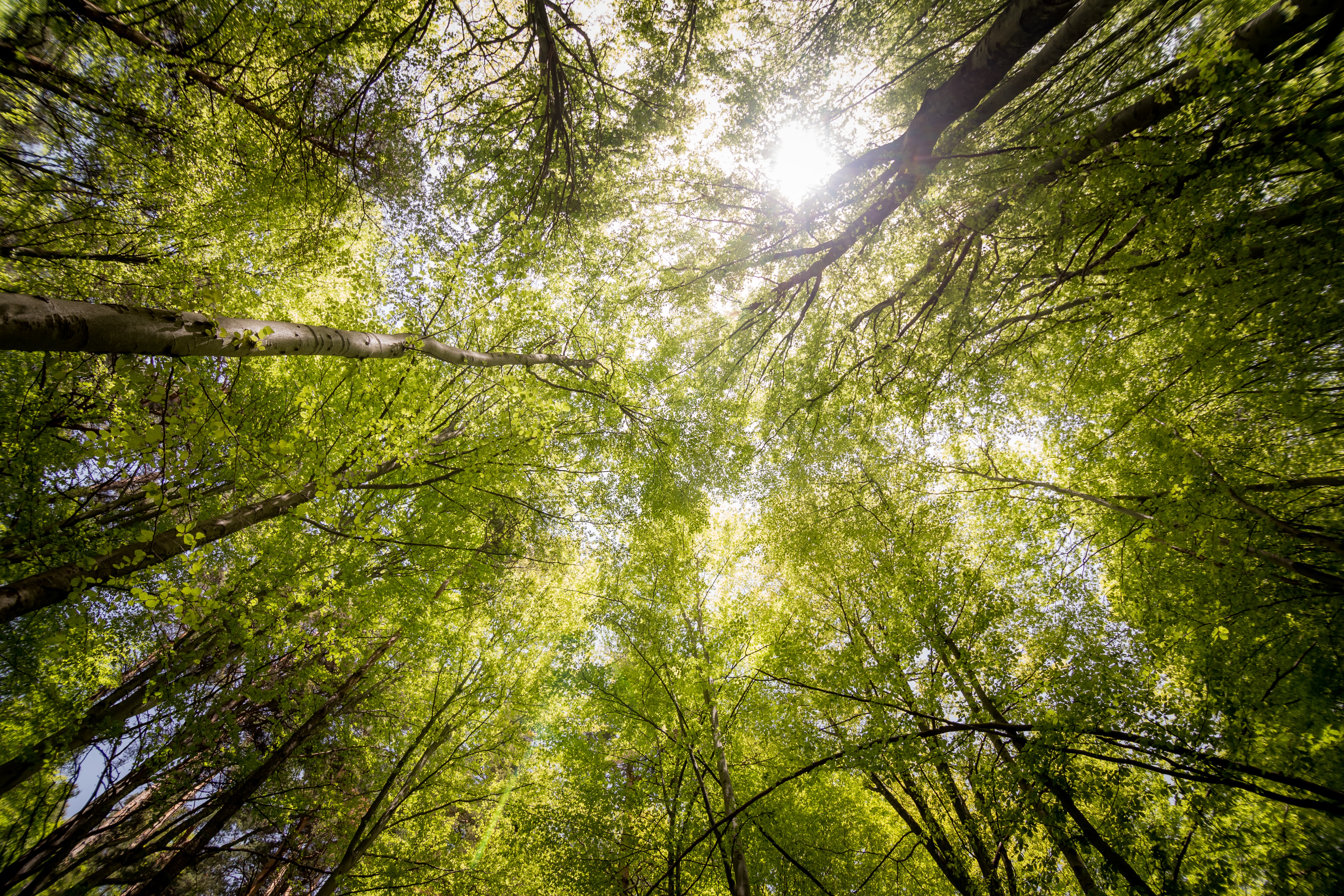 branches-countryside-daylight-566496.jpg