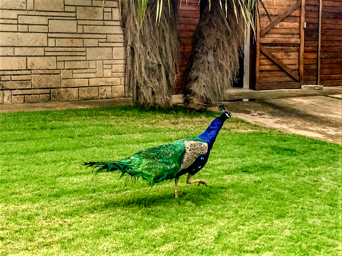 Peacock-2.jpg