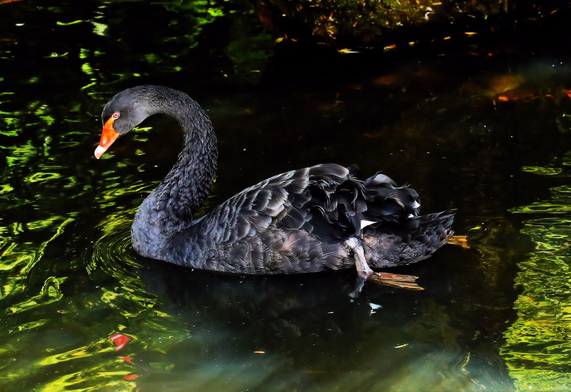 mourning-swan-2457810_1920.jpg