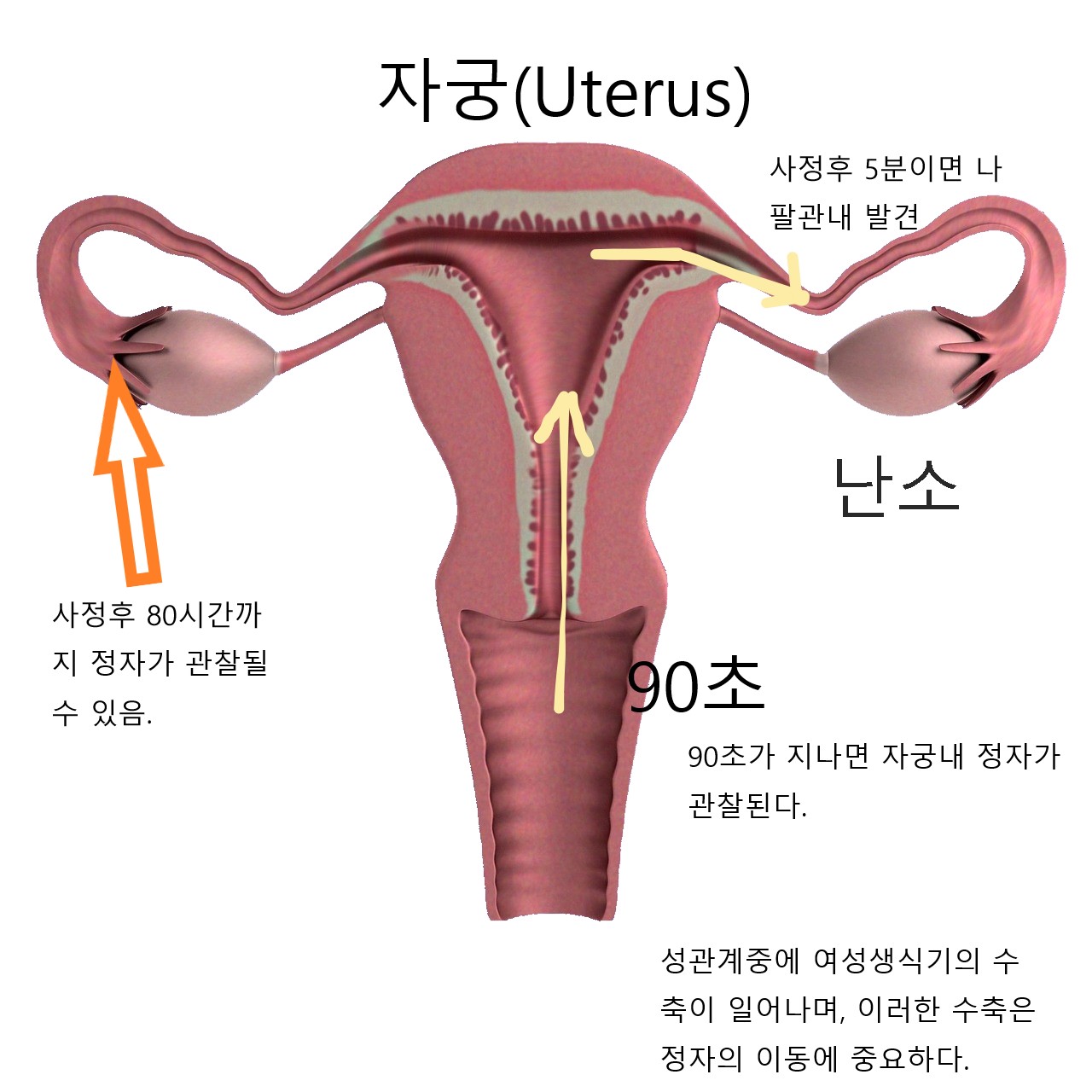 uterus-PIXABAY.jpg