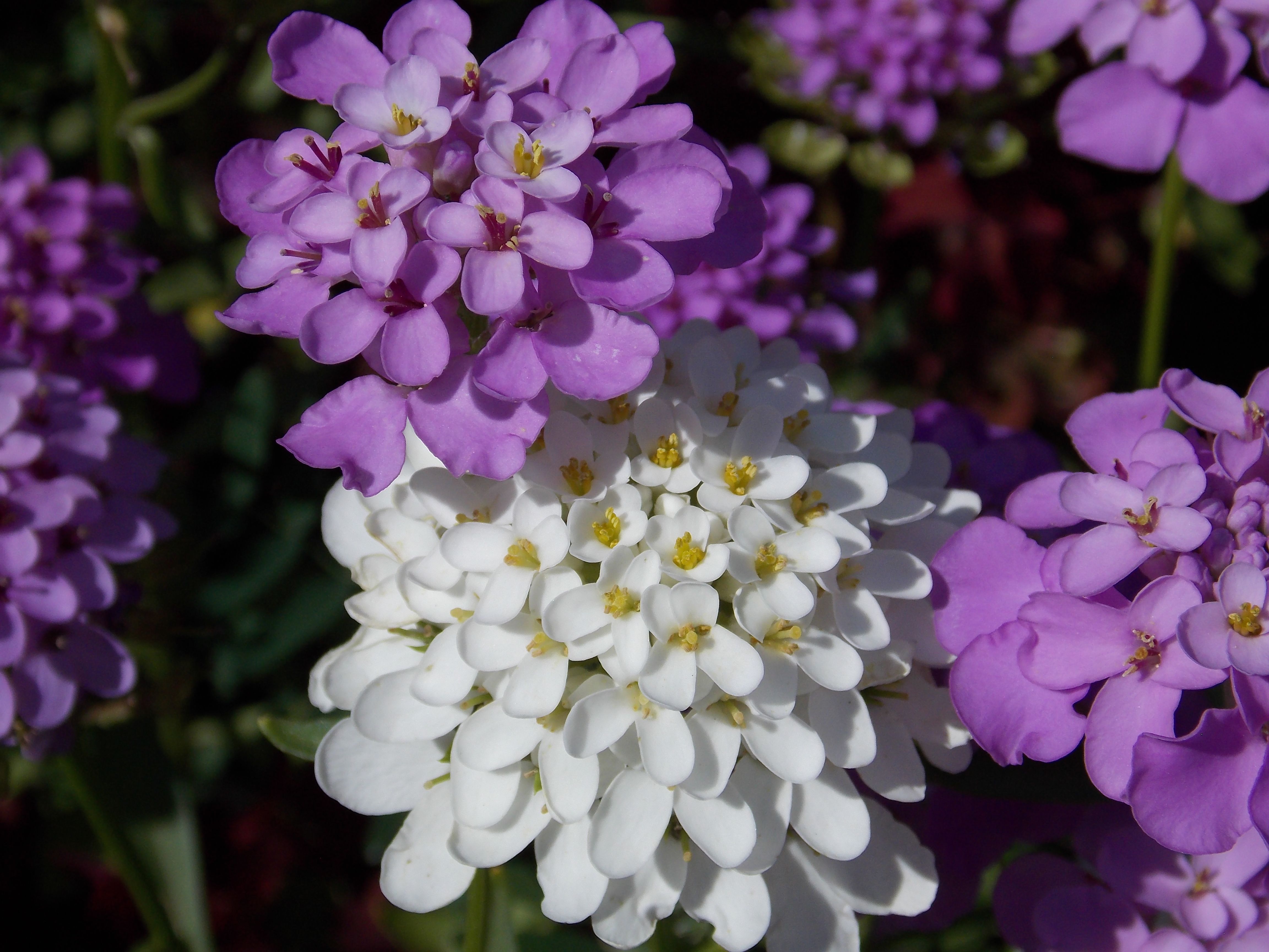 DSCN6556.JPG