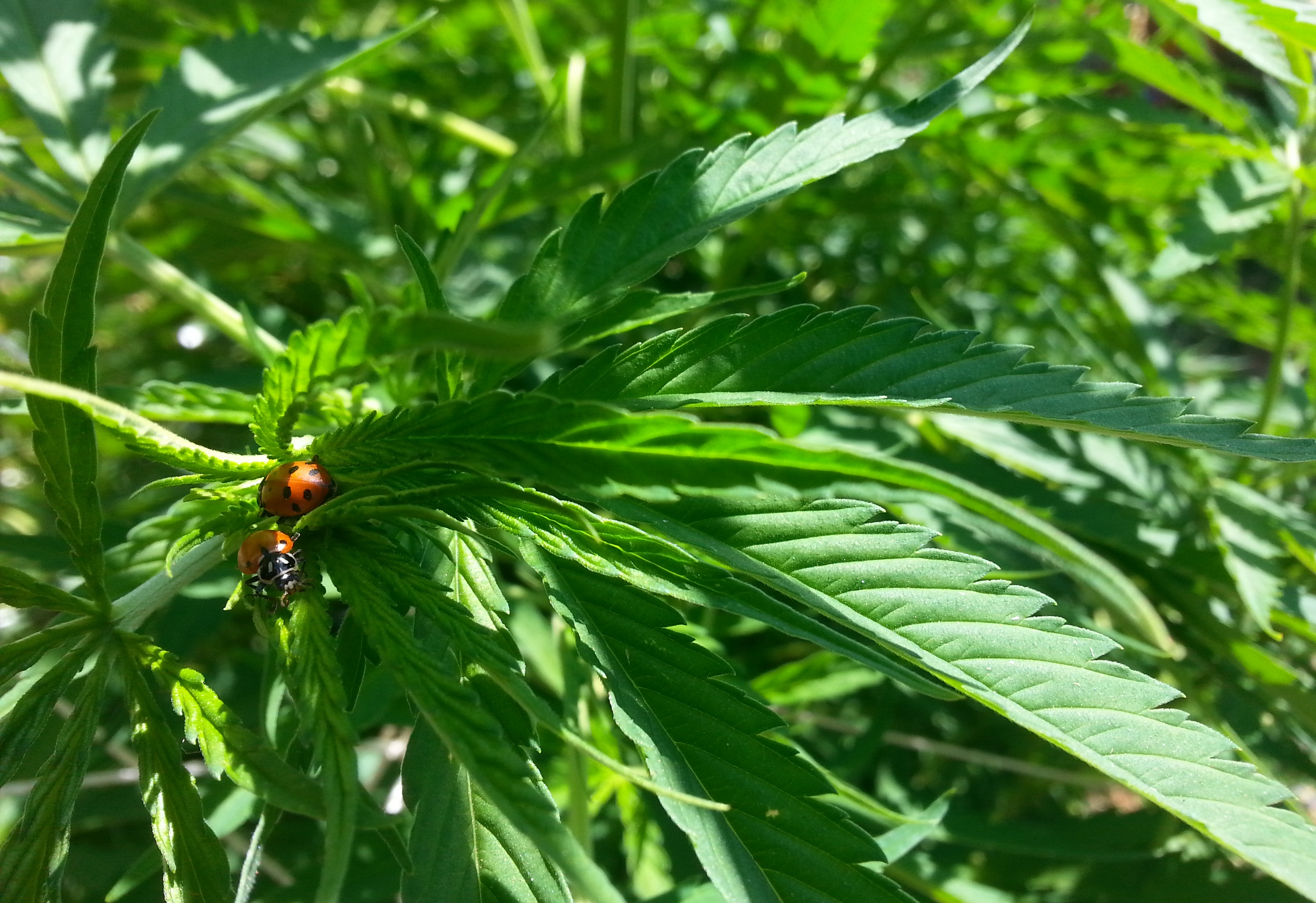 Ladybug x Strawberry Cough 2.jpg