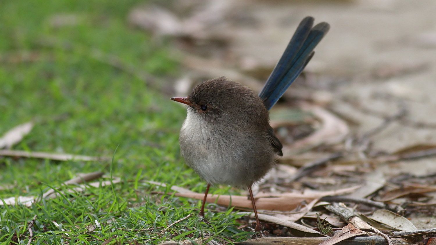 Superb Fairywren 2018-04-25 n3.jpg