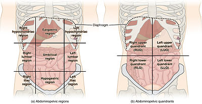 Abdominal_Quadrant_Regions.jpg