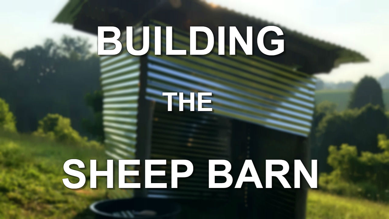 Building The Sheep Barn Steemit