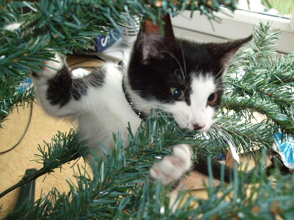 Cat Nomming on Christmas tree--Flicker.jpg