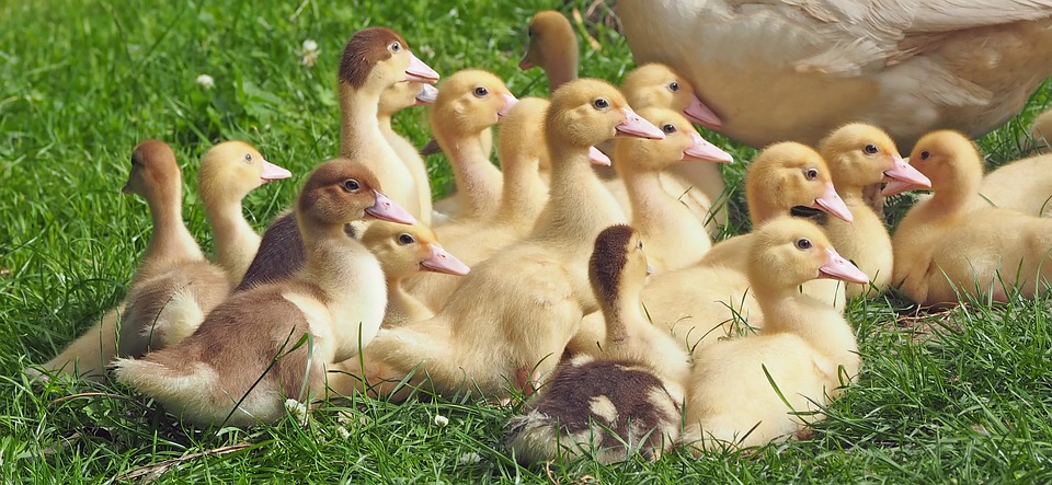 goslings-1566724_960_720.jpg