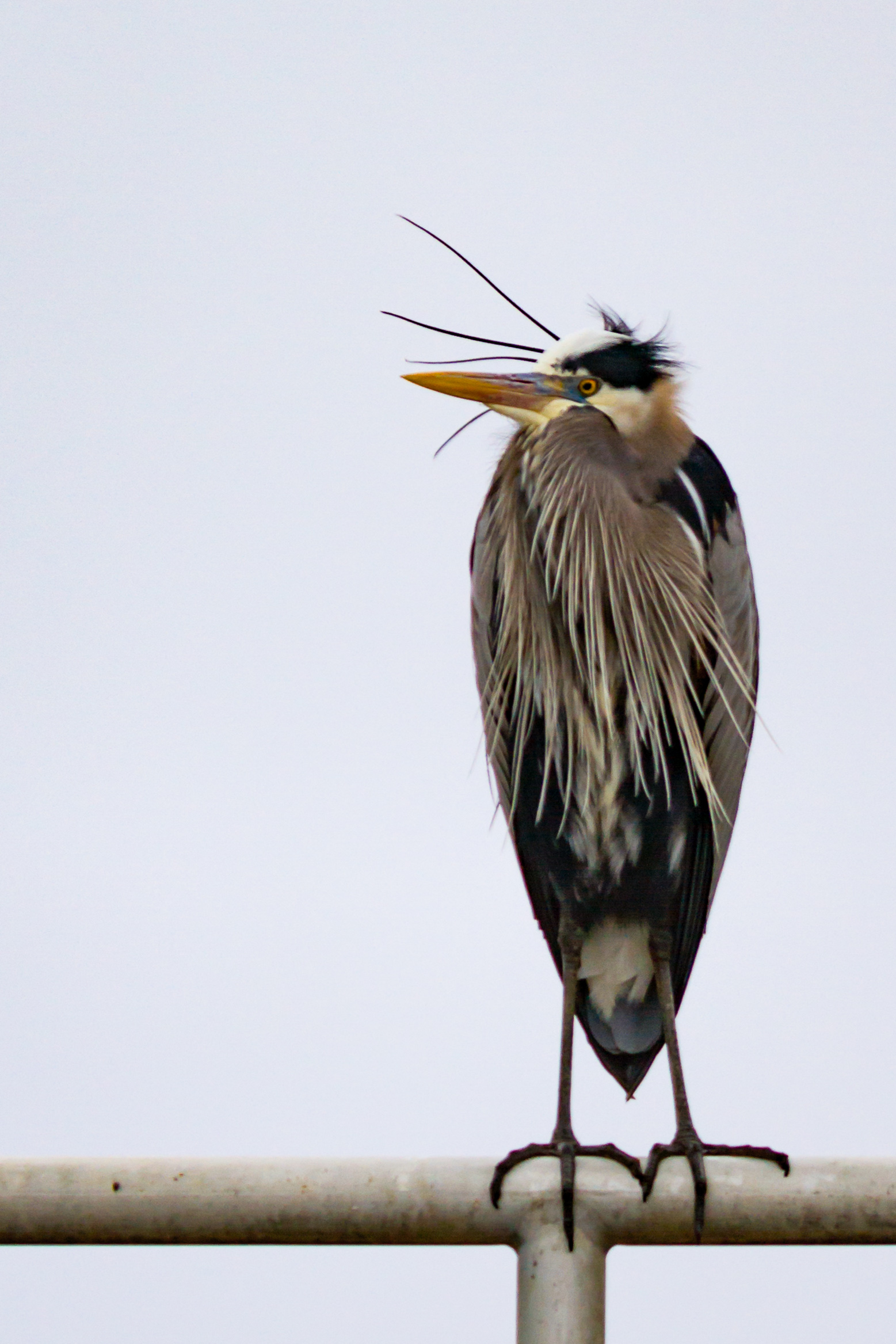 Birding_at_Dam-666.jpg