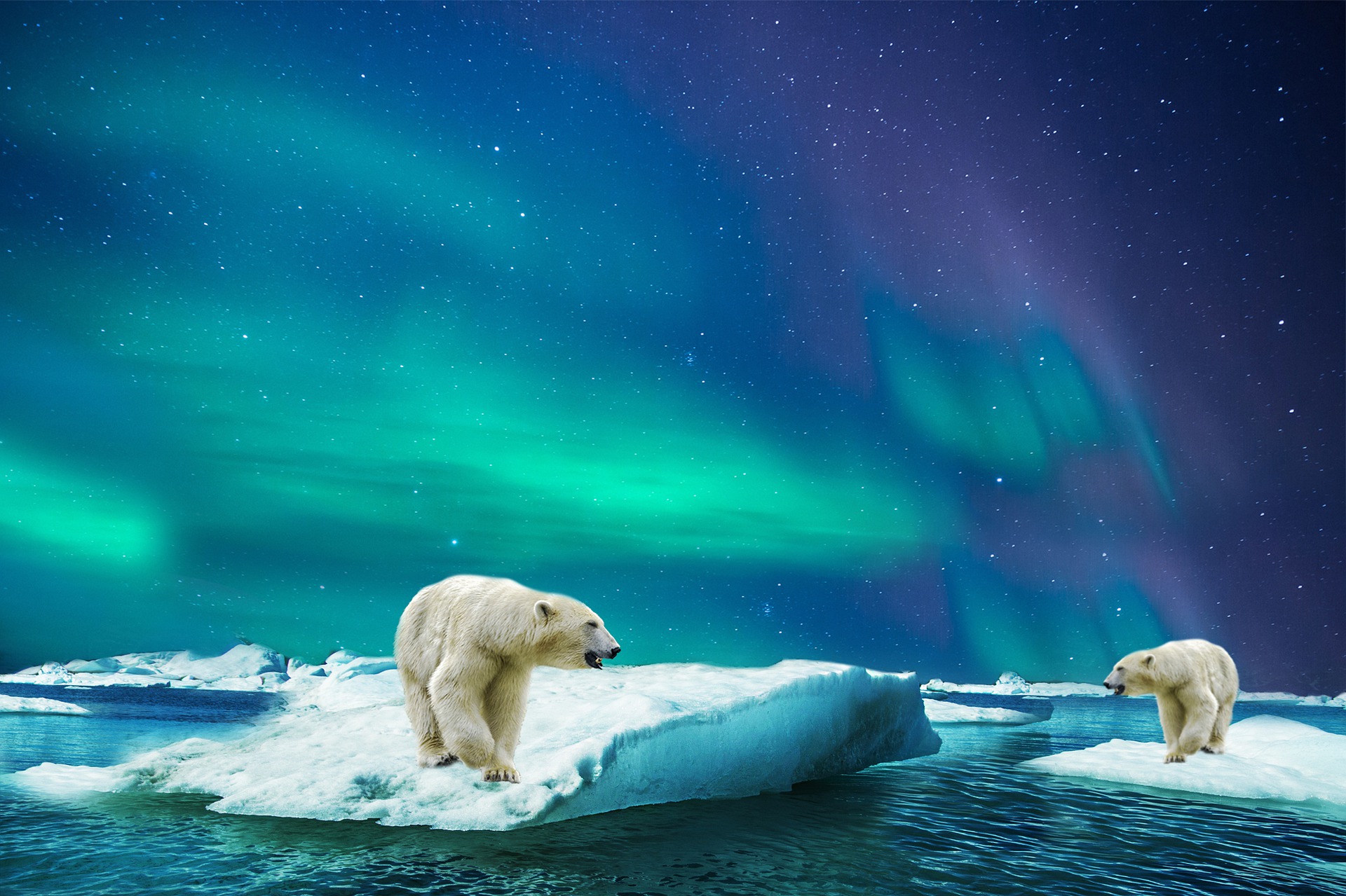 polar-bear-3065359_1920.jpg