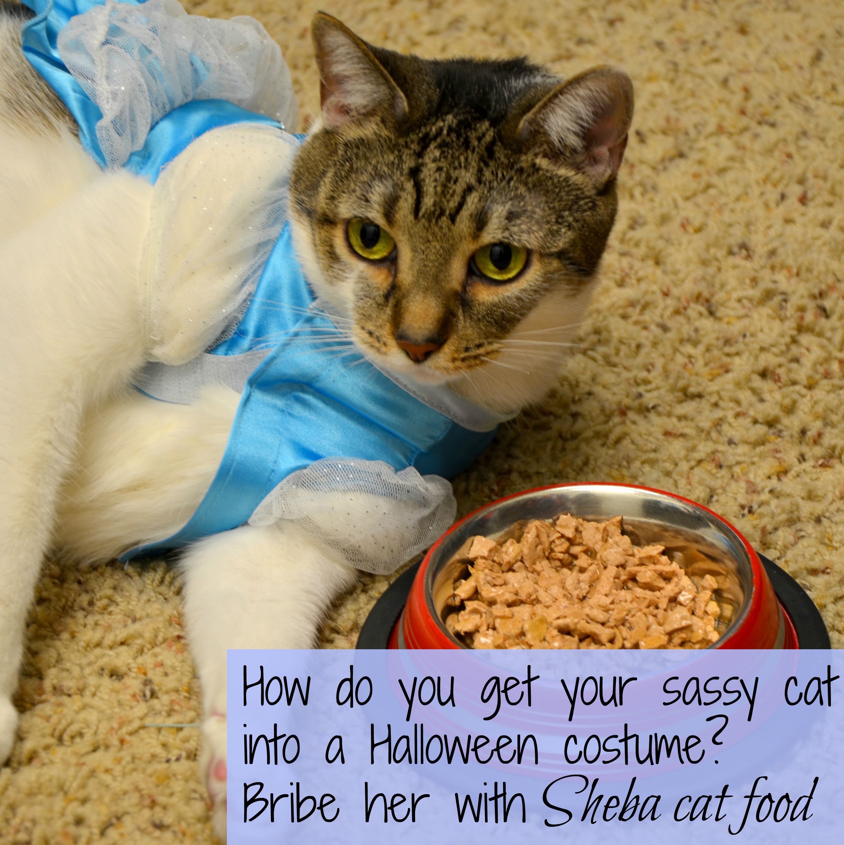 get-your-cat-into-a-Halloween-costume-shebacat-shop-cbias.jpg