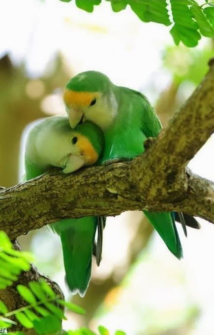 772aafd1509446a75840b4c5d45b1572--love-birds-beautiful-birds.jpg