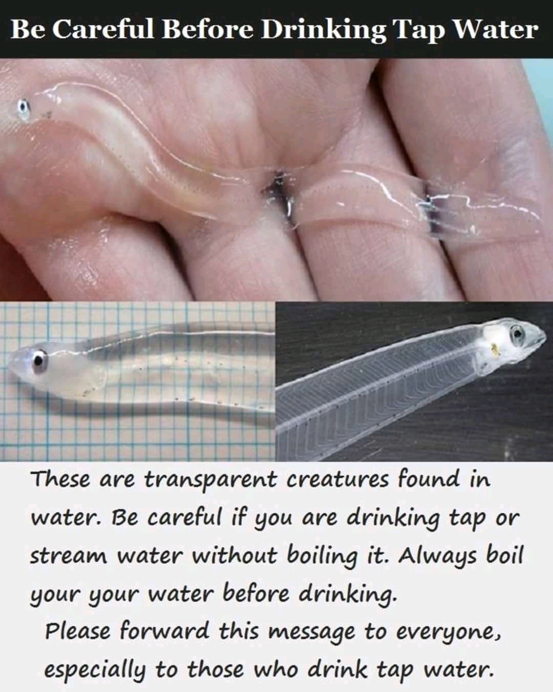 Transparent water creatures...be careful — Steemit