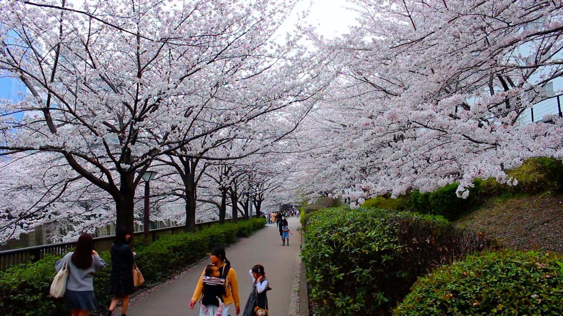 HANAMI 1.jpg