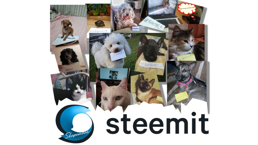 Capture steemit pet challenge..PNG