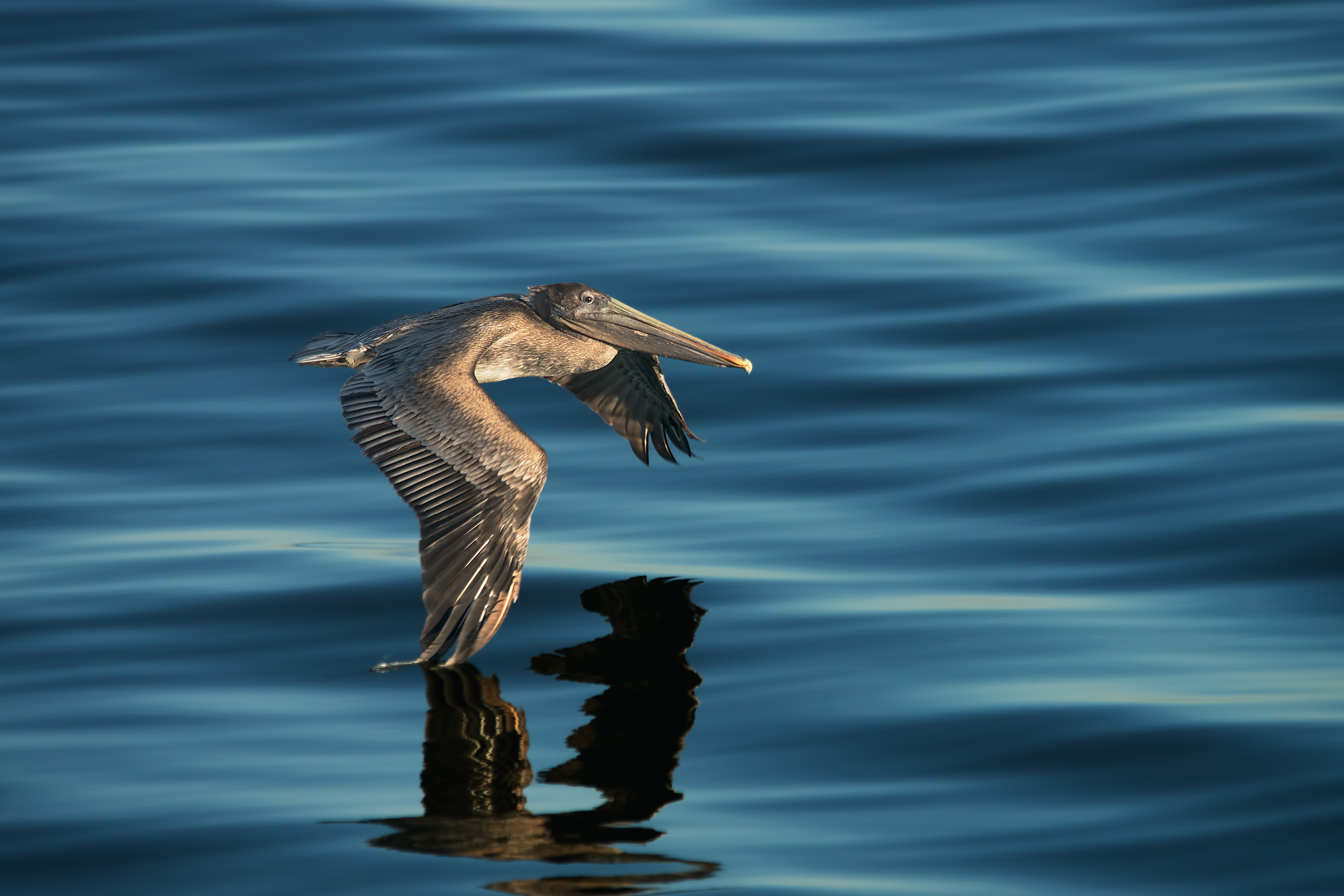 Brown Pelican flying at the surface.jpg