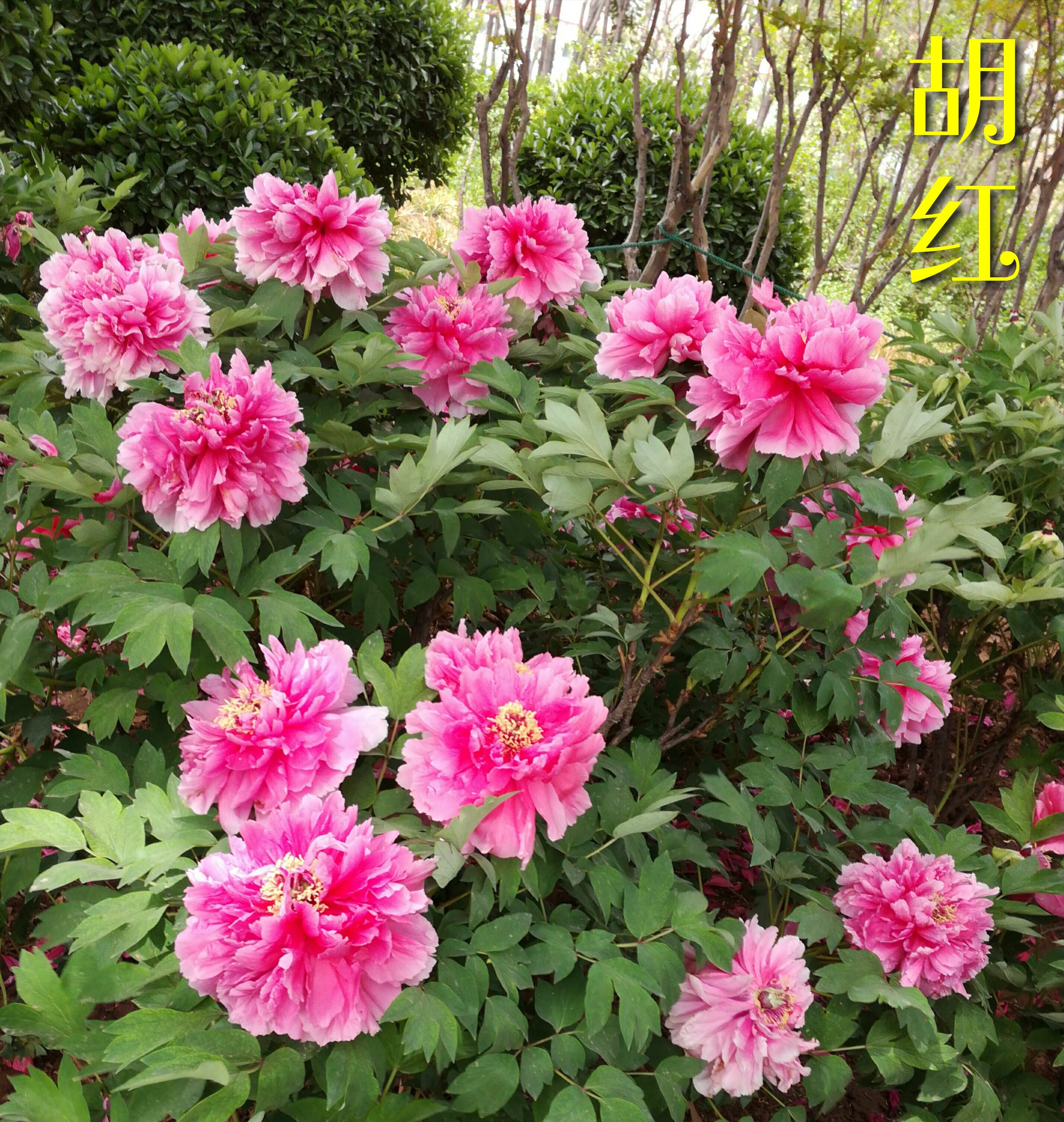 Different Types Of Moutan Peony Ii 牡丹之 胡红 群岛 花竞 皇嘉门 岛锦 Steemit