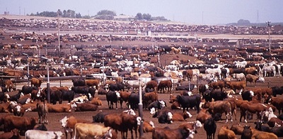 Australia_sale of cattle blocked.jpg