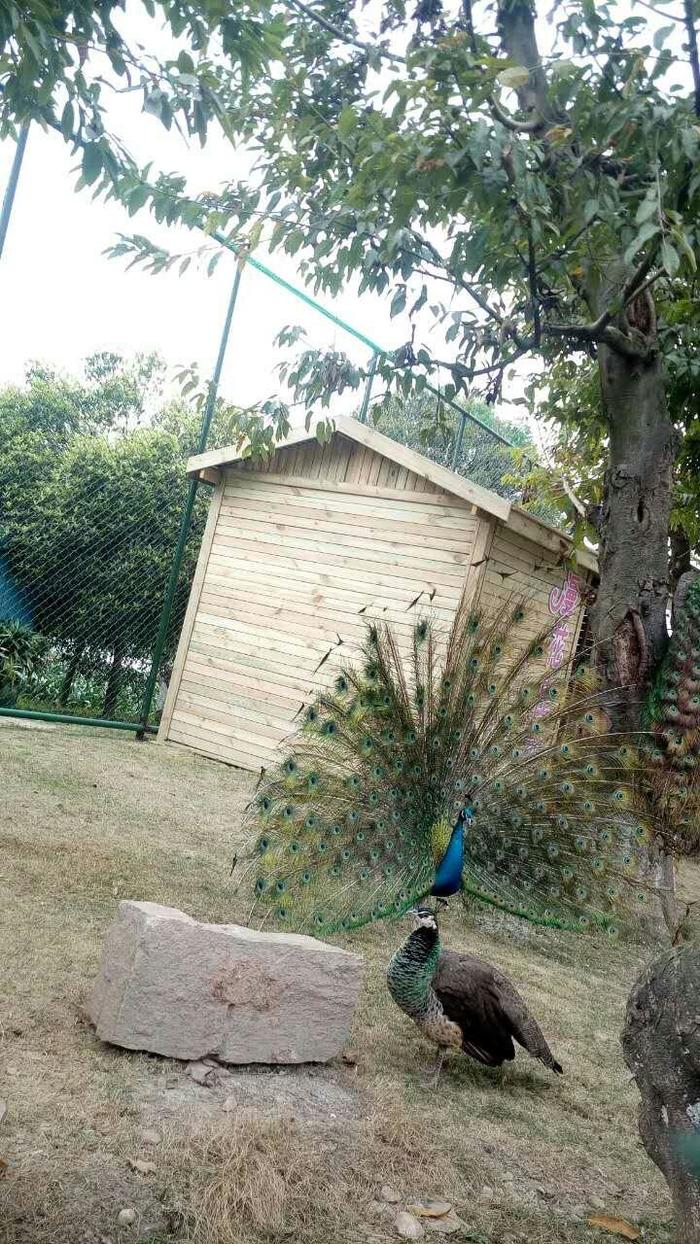 beautiful peacock.jpg