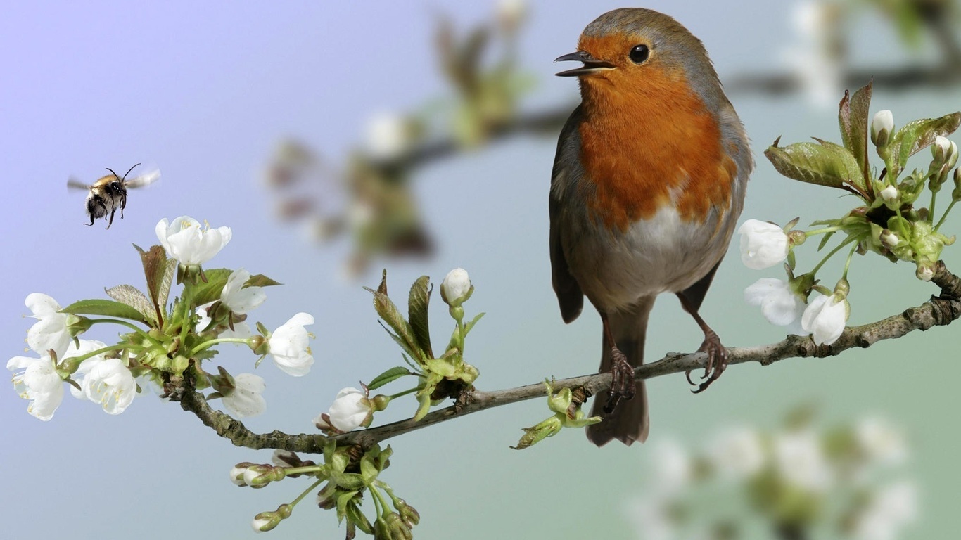 pajaro-cantando.jpg