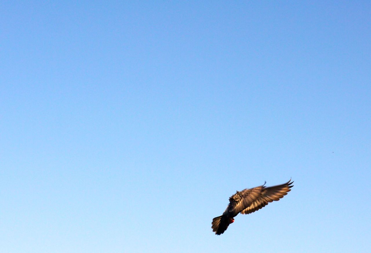 11276455754 - pigeon slows down to land on the roof.jpg