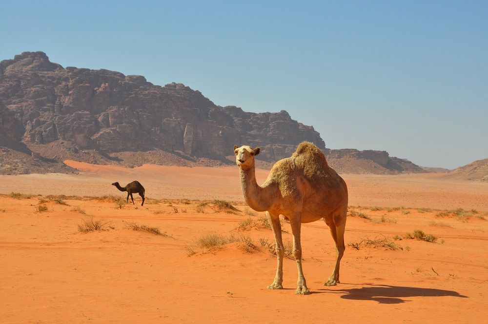 Camel in Wadi Rum.jpg