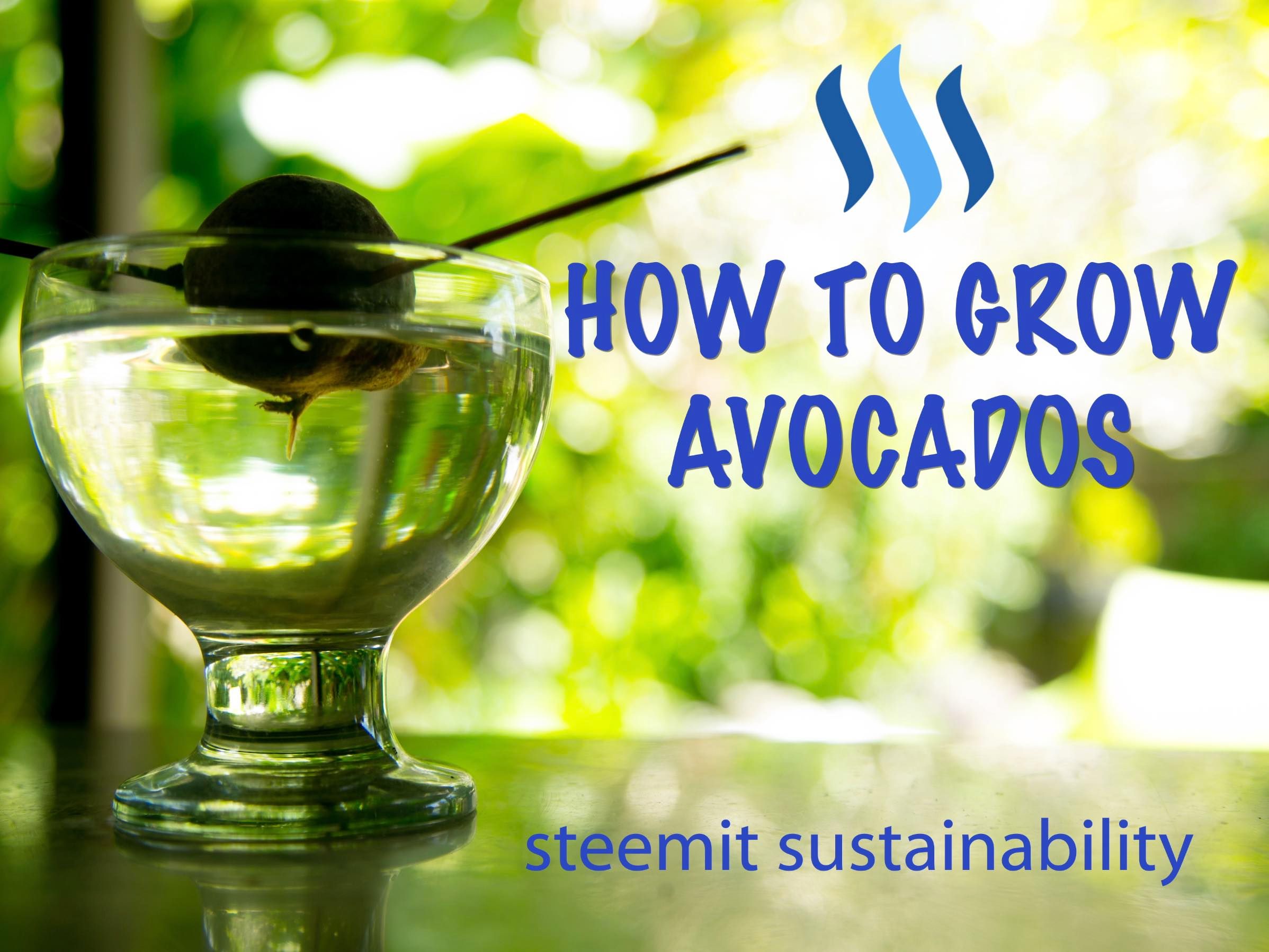 how to grow avocados.jpg