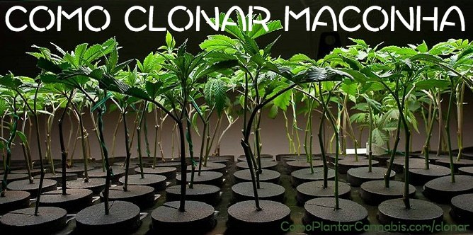 clones-3-como-clonar-cannabis.jpg