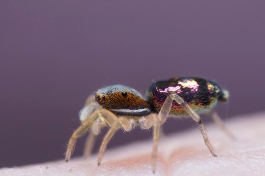 Jumping Spider Side View.jpg