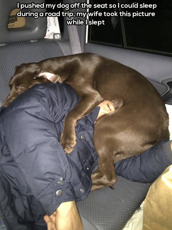 the-best-funny-pictures-of-road-trip-sleeping-dog.jpeg