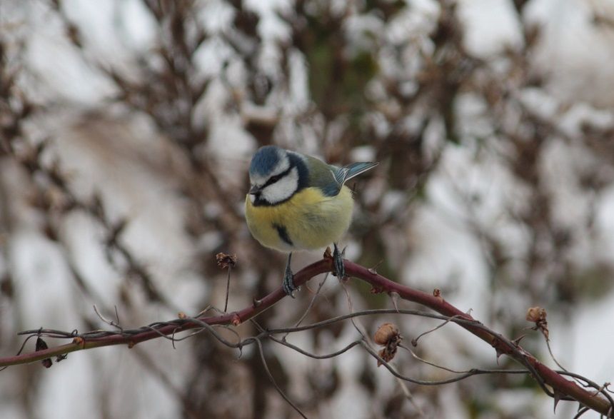 blue tit in snow.jpg