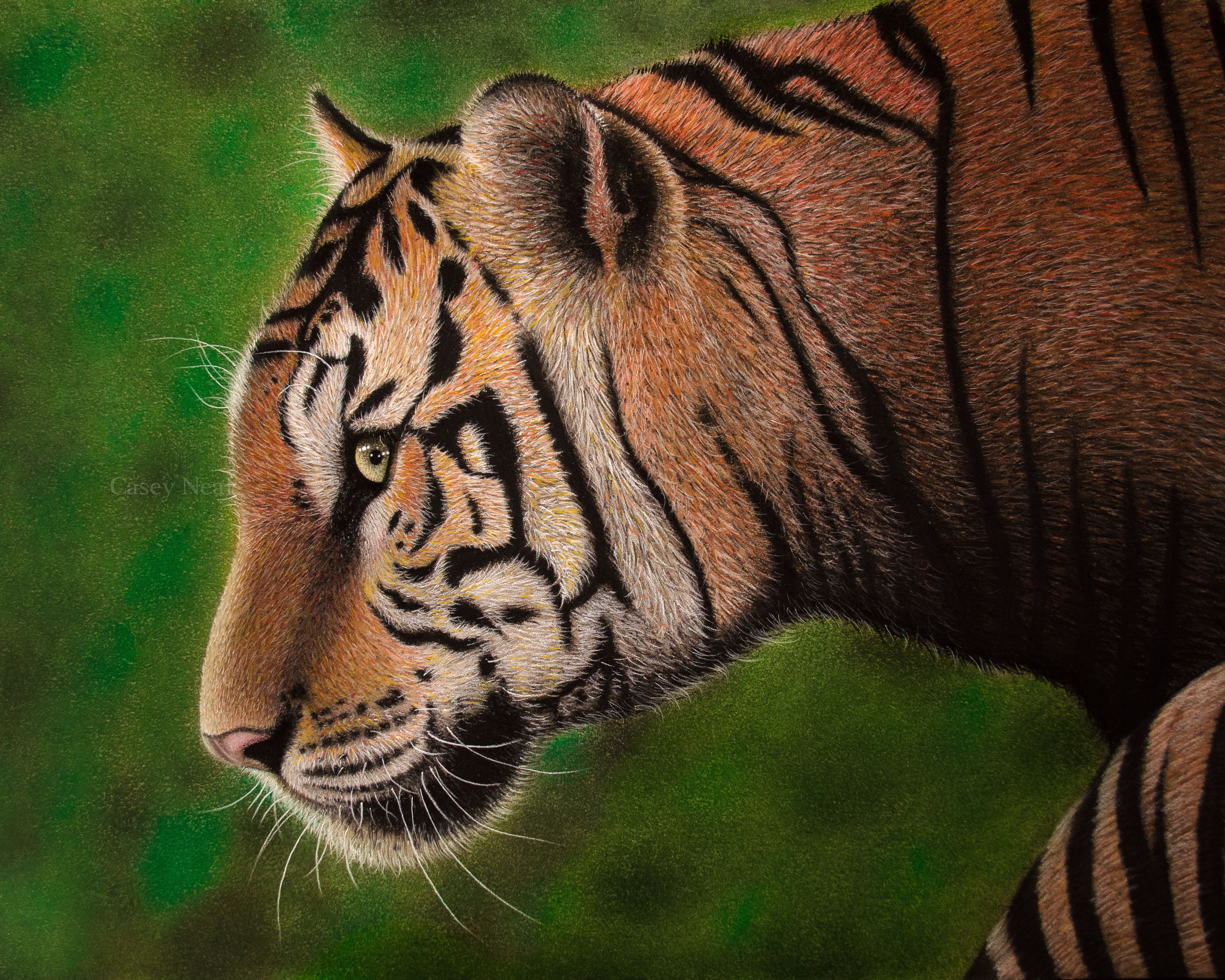 Bengal Tiger - Casey Neal Artwork.jpg