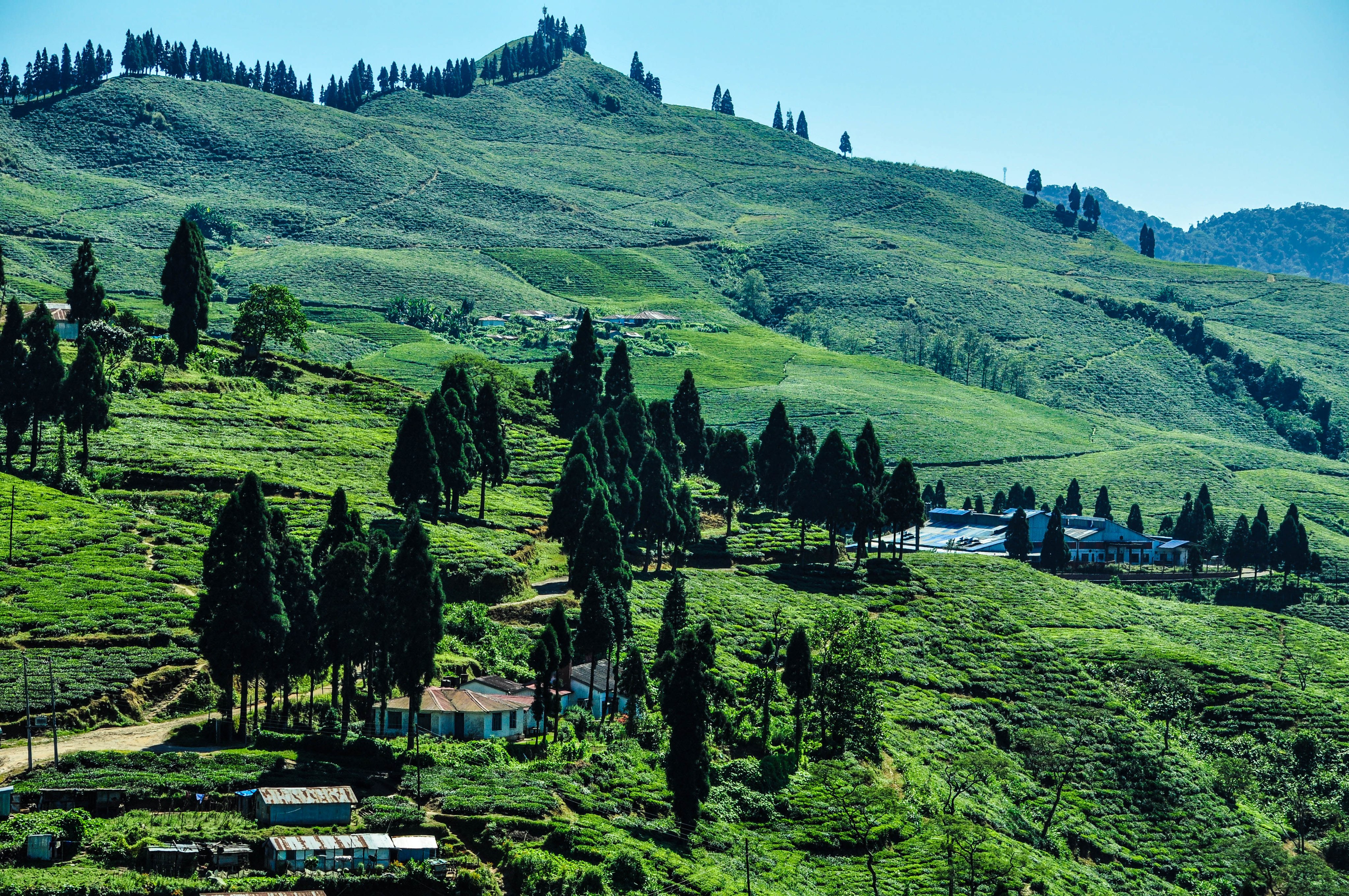 4096px-Tea_garden_kanyam_ilam,nepal.jpg